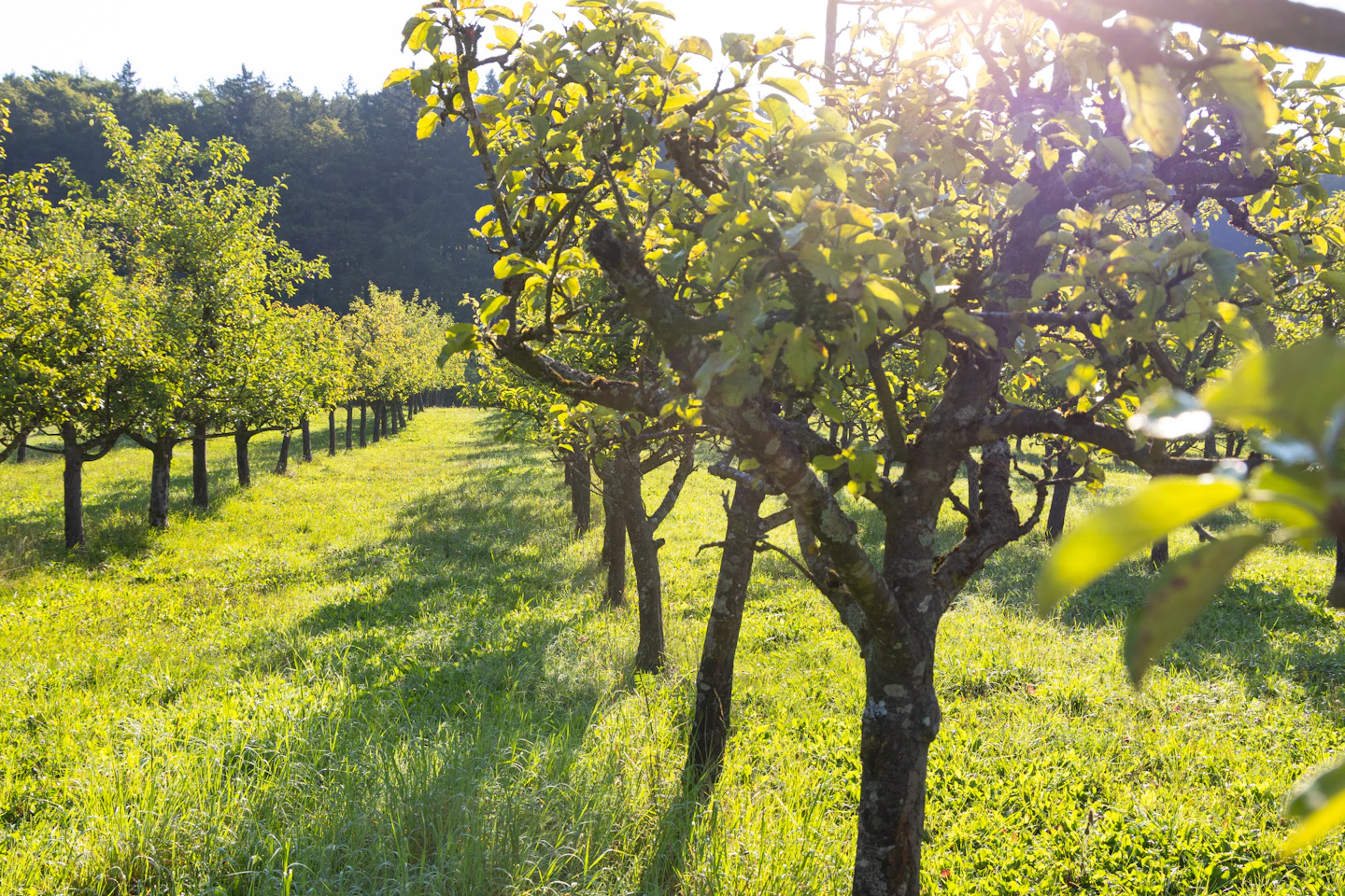 Sunlight across rows of mature apple trees