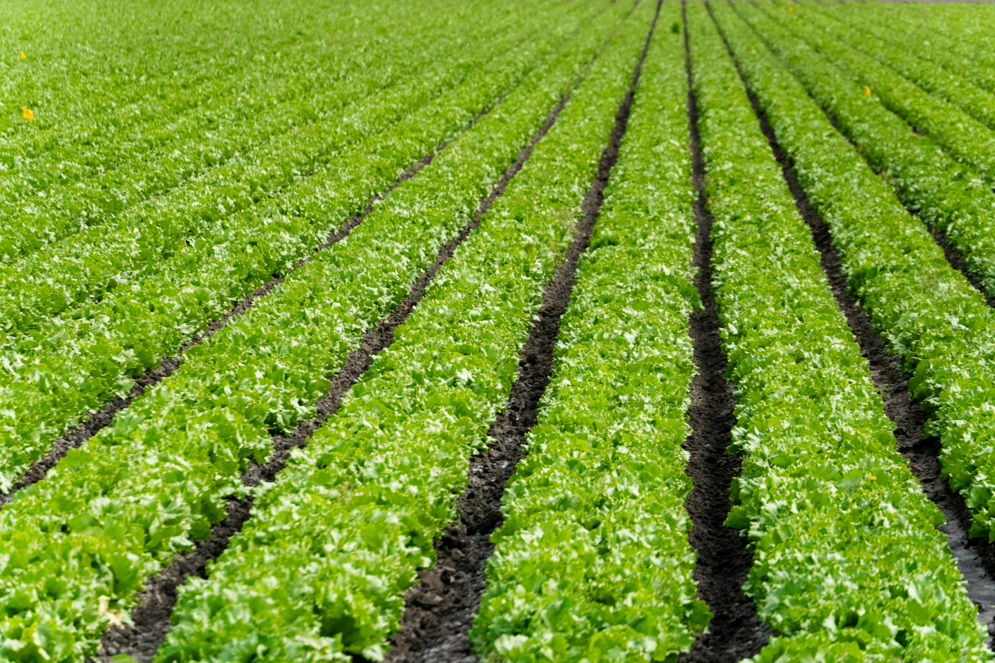 Rows of lettuce growing in a commercial produce field