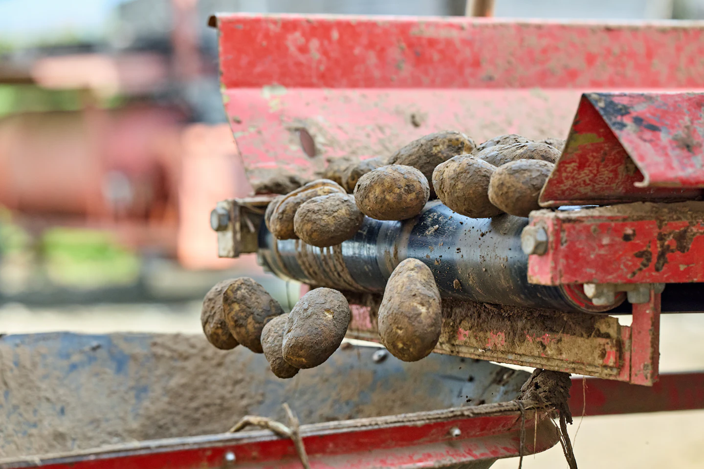 Potatoes moving through a commercial sorting line